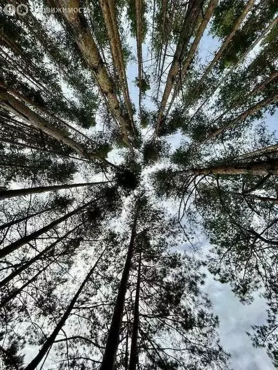 Участок в Пензенский район, Воскресеновский сельсовет, СНТ Малиновка ... - Фото 0