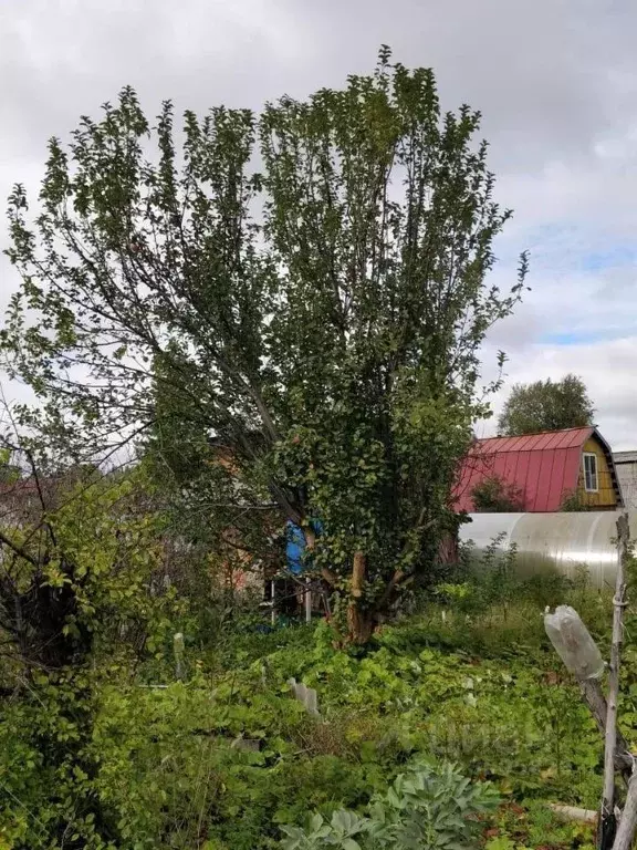 Участок в Свердловская область, Екатеринбург Звезда СНТ, 1 (4.5 сот.) - Фото 0