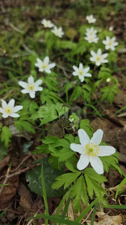 Участок в Ленинградская область, Киришский район, Будогощское ... - Фото 1