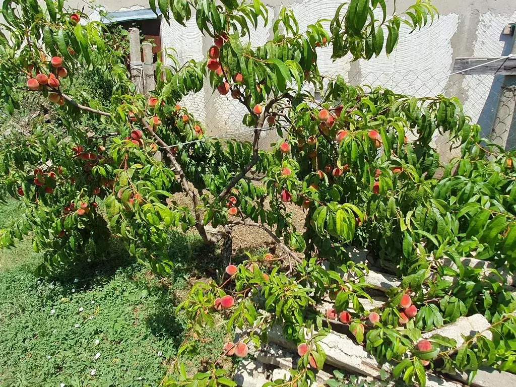 Дом в Севастополь с. Орловка, ул. Клубная (80 м) - Фото 2