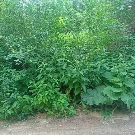 Участок в Московская область, Луховицы муниципальный округ, д. Озерицы ... - Фото 2