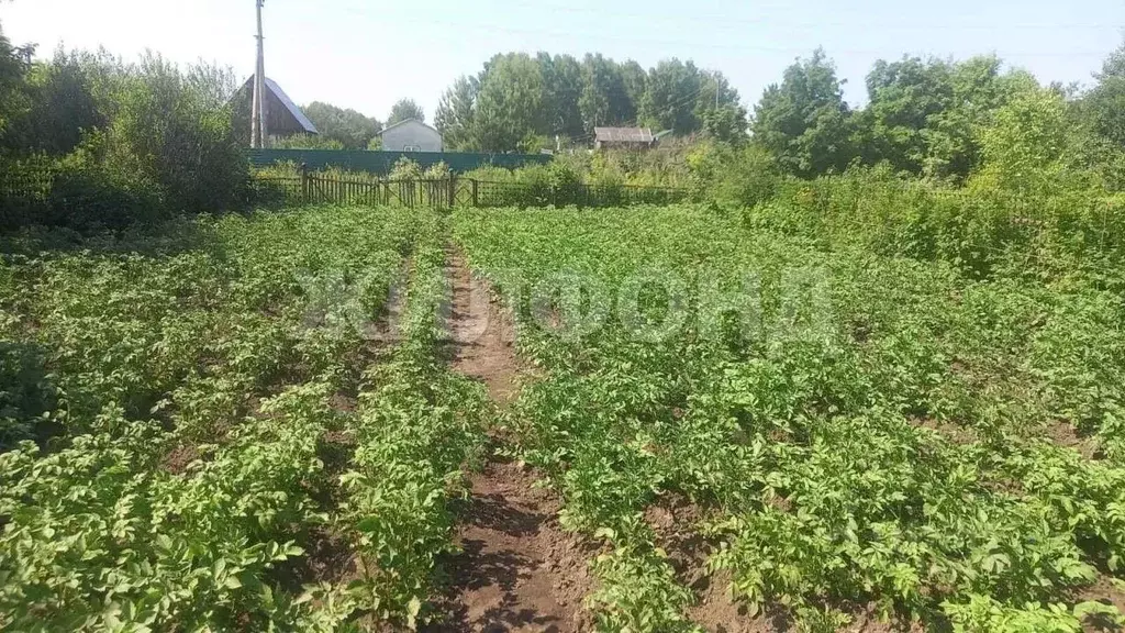 Участок в Новосибирская область, Новосибирский район, Новолуговской ... - Фото 1