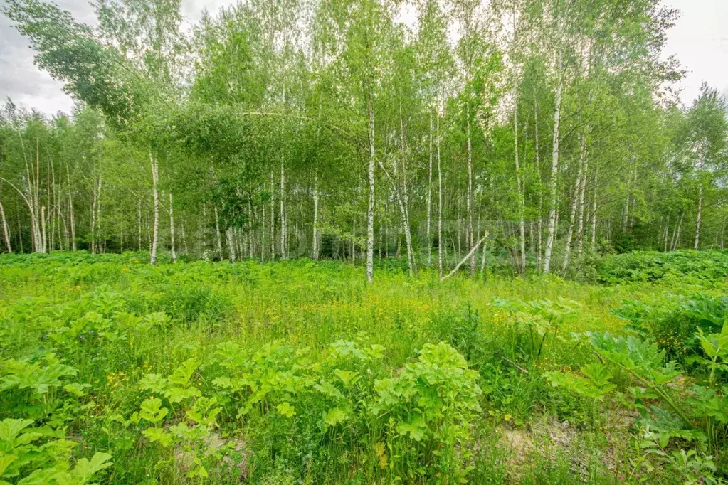 Участок в Московская область, Волоколамский муниципальный округ, д. ... - Фото 1