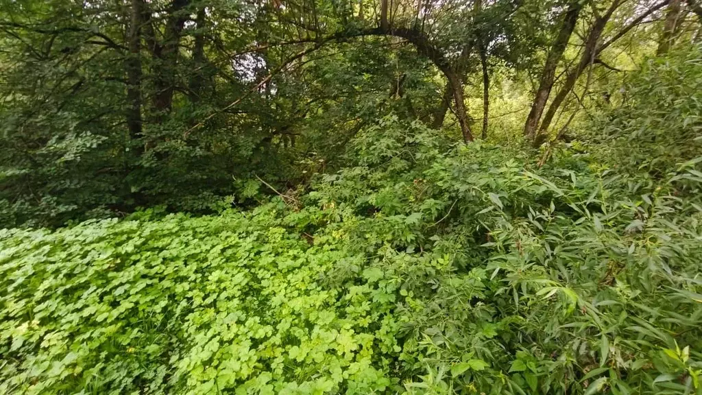 Участок в Московская область, Рузский муниципальный округ, д. Лихачево ... - Фото 2