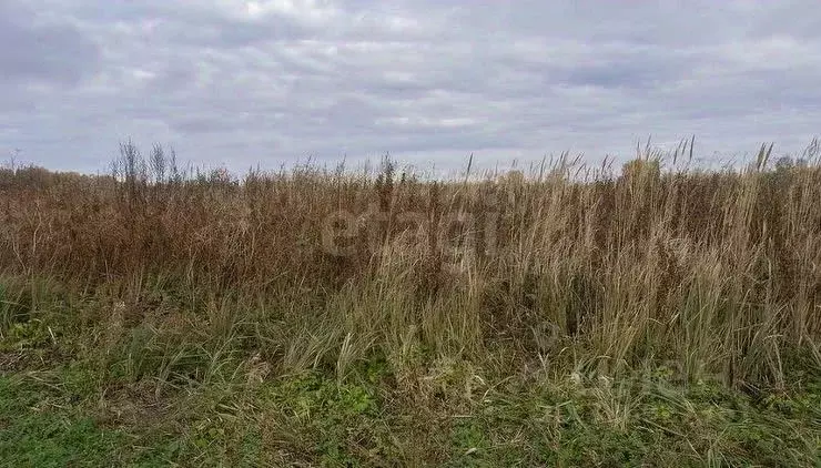 Участок в Новосибирская область, Новосибирский район, Ярковский ... - Фото 2