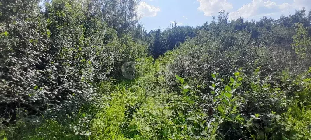 Участок в Нижегородская область, Выкса городской округ, Шиморское рп, ... - Фото 0