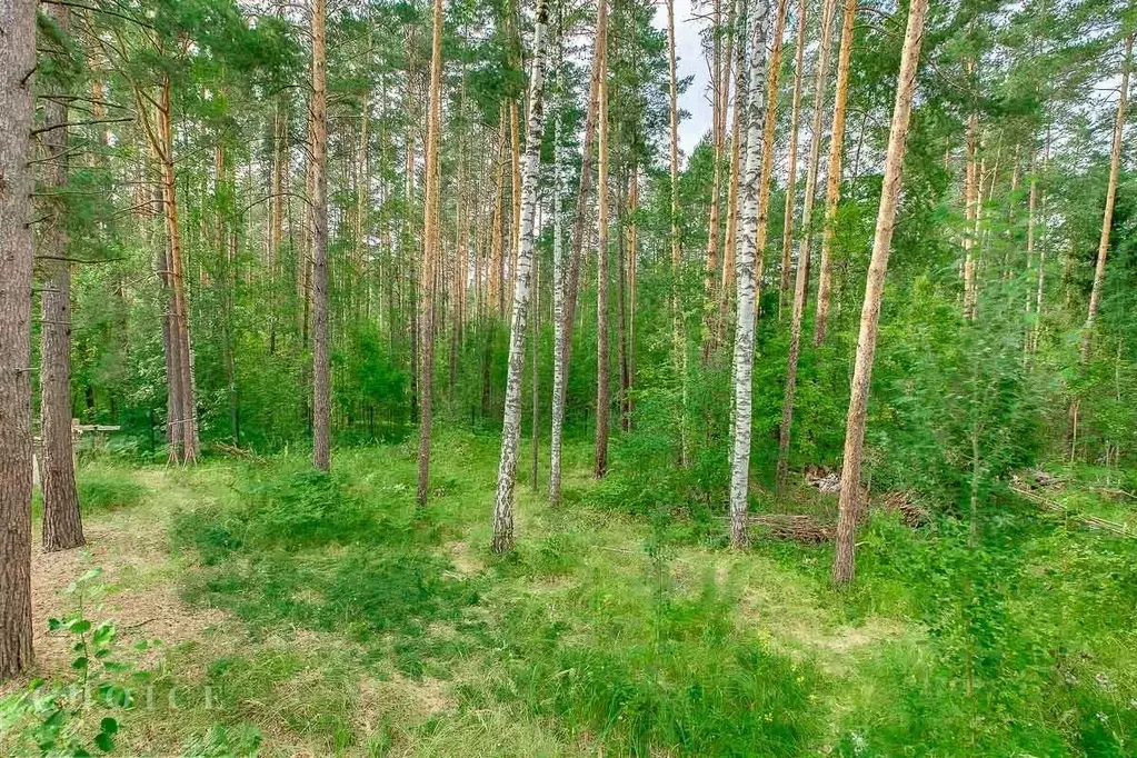 Участок в Московская область, Одинцовский городской округ, д. Бородки, ... - Фото 1