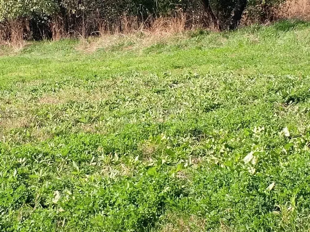 Участок в Адыгея, Гиагинский район, Келермесское с/пос, Келермесская ... - Фото 1