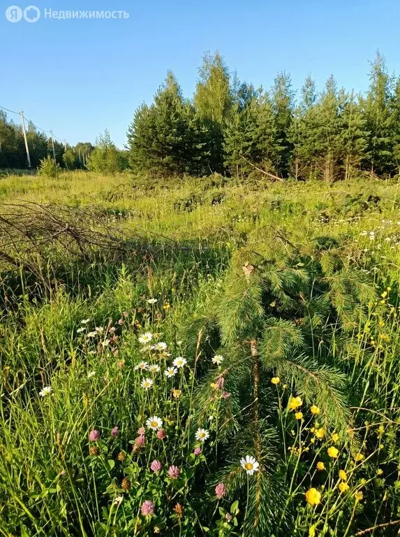 Участок в село Максимовщина, ДНП Заповедное, Вишневая улица (10 м) - Фото 1