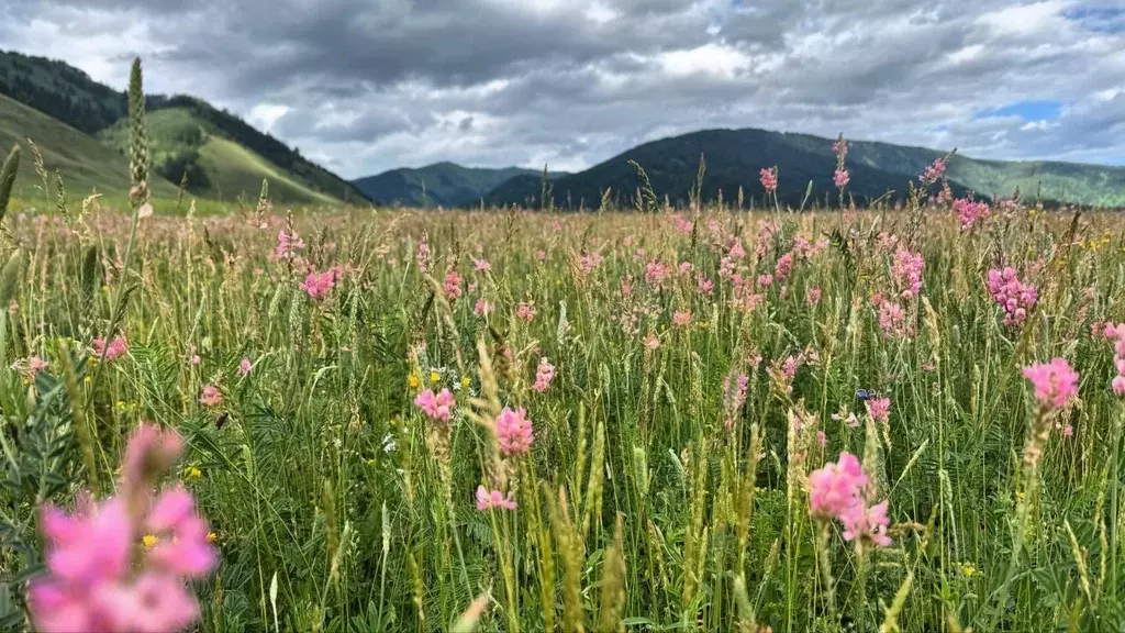 Участок в Алтай, Усть-Коксинский район, с. Чендек  (15.0 сот.) - Фото 1