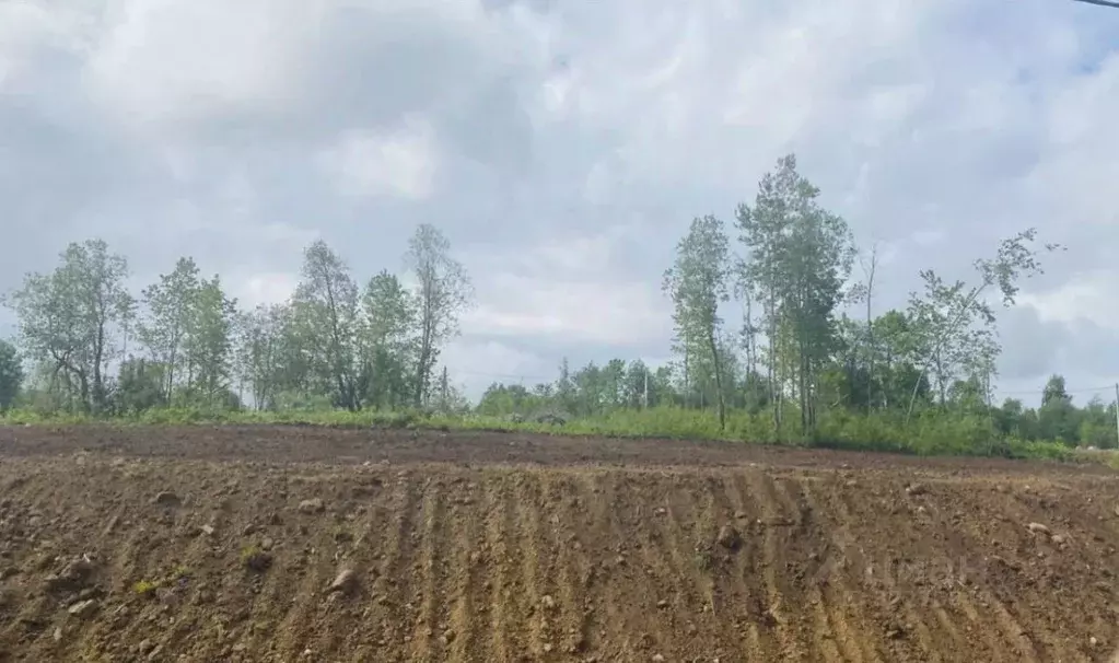 Участок в Ленинградская область, Всеволожский район, Агалатовское ... - Фото 1