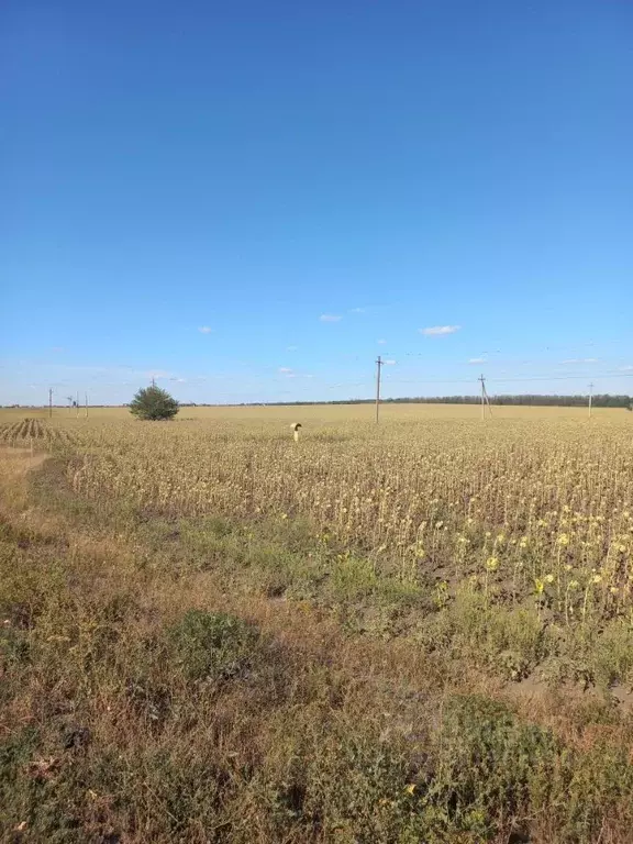 Участок в Ростовская область, с. Куйбышево  (112.5 га.) - Фото 1