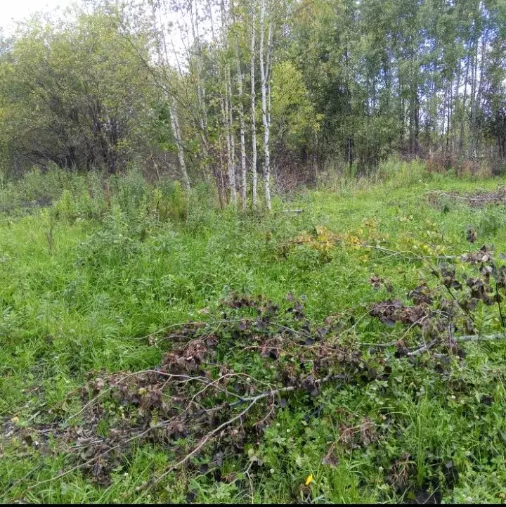 Участок в Томская область, Томск пос. Светлый, ул. Лучистая (8.0 сот.) - Фото 1