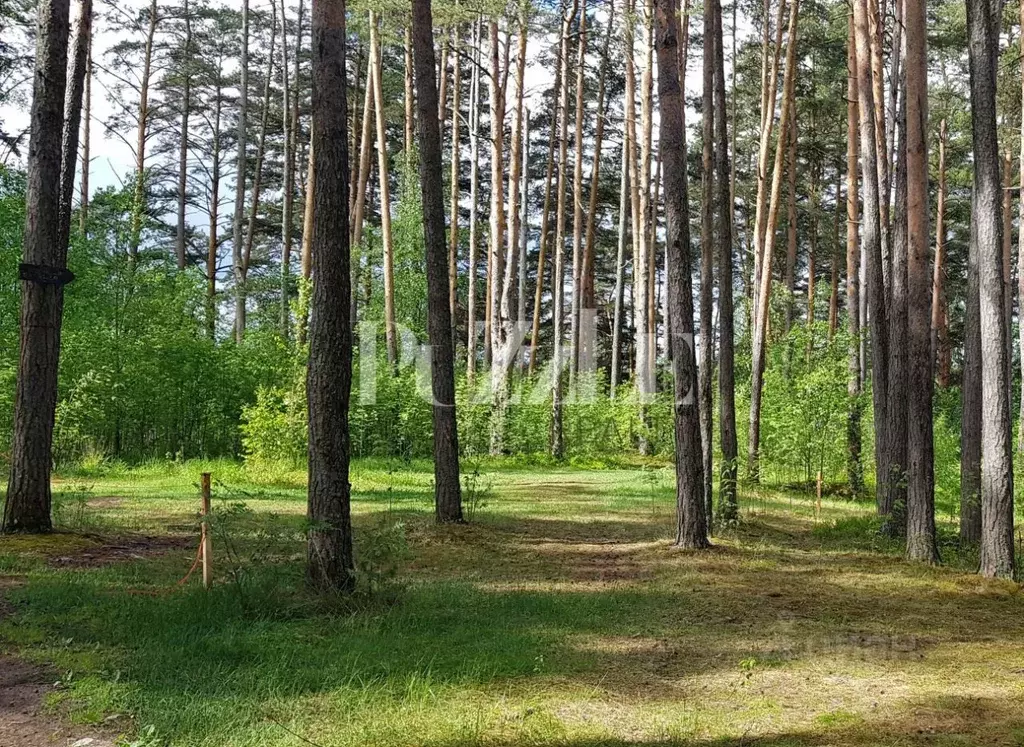 Участок в Ленинградская область, Приозерский район, Петровское с/пос, ... - Фото 1