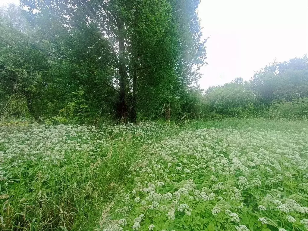 Участок в Ленинградская область, Лужский район, Скребловское с/пос, д. ... - Фото 2