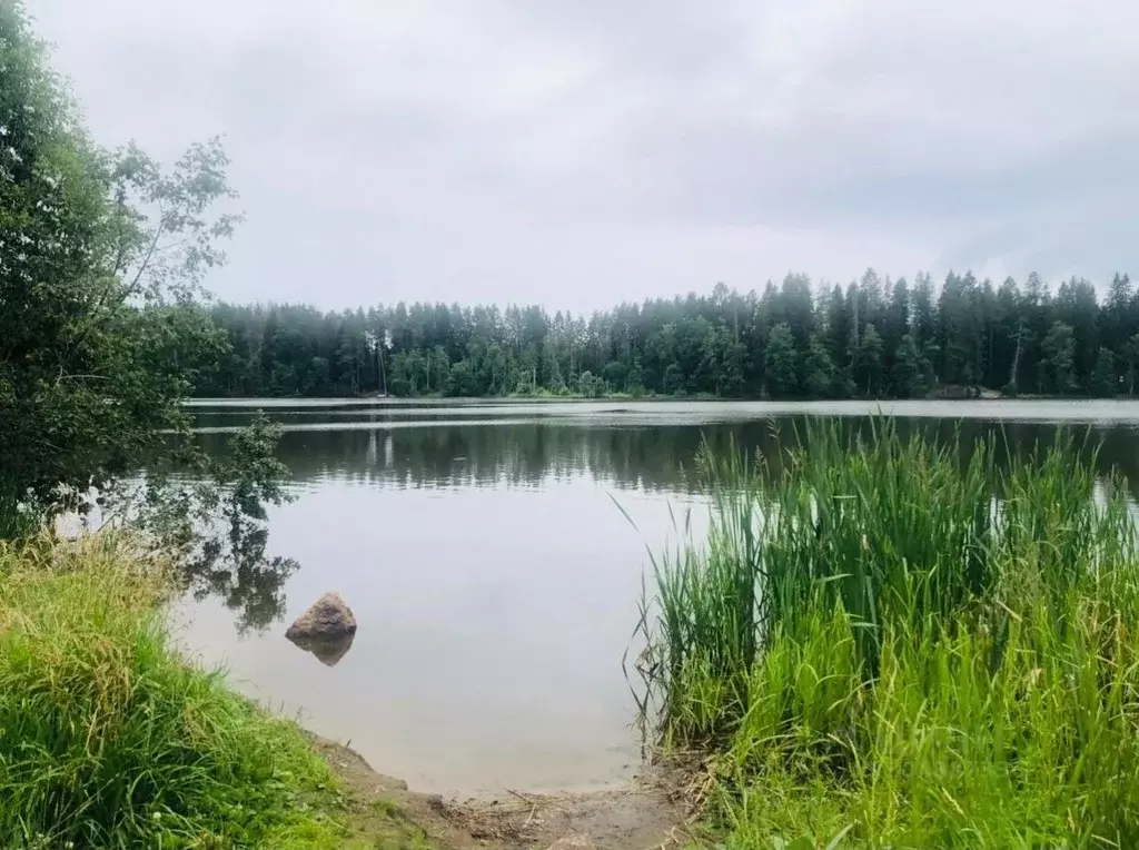 Участок в Ленинградская область, Выборгский район, Рощинское городское ... - Фото 0