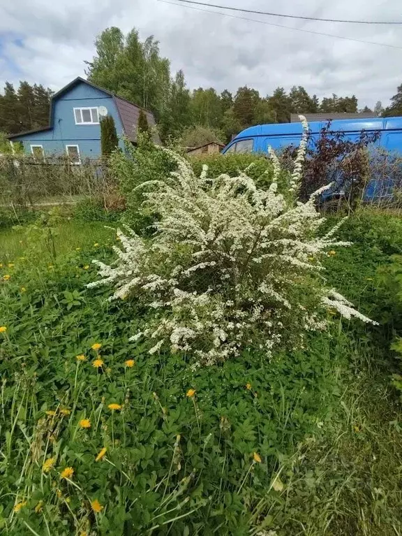 Участок в Ленинградская область, Приморск Ручеек СНТ,  (8.0 сот.) - Фото 1