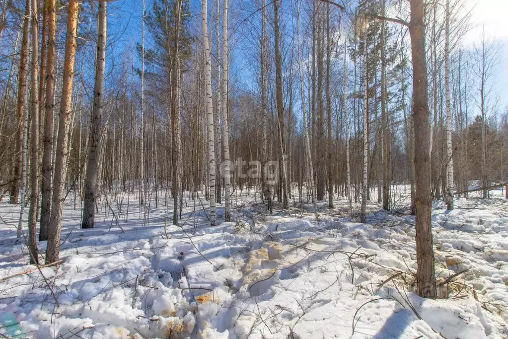 Участок в Тюменская область, Нижнетавдинский район, Сундукуль СНТ  ... - Фото 1