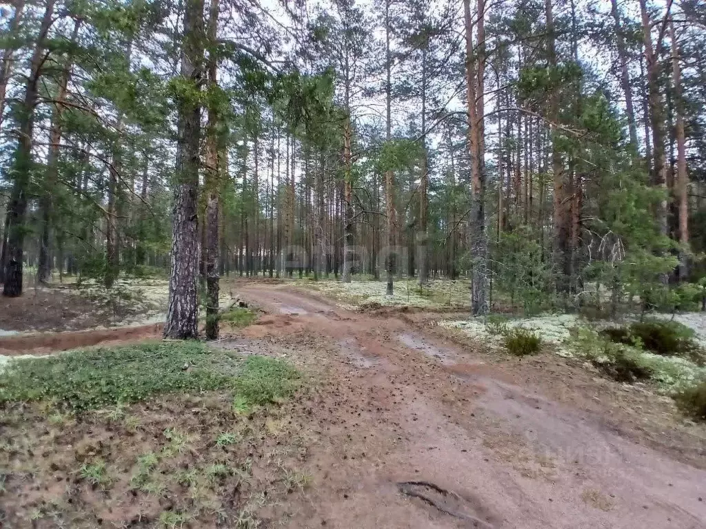 Участок в Ленинградская область, Волховский район, Пашское с/пос, д. ... - Фото 1