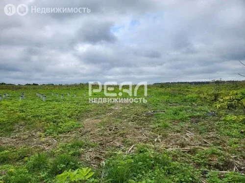 Участок в Волосовский район, деревня Большая Вруда (15 м) - Фото 1