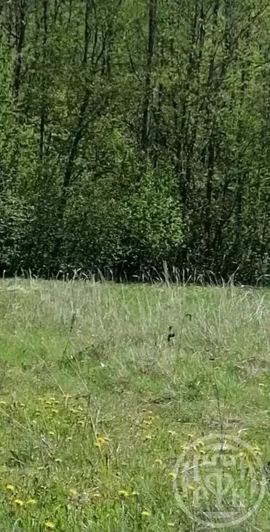 Участок в Ленинградская область, Лужский район, Заклинское с/пос, д. ... - Фото 1