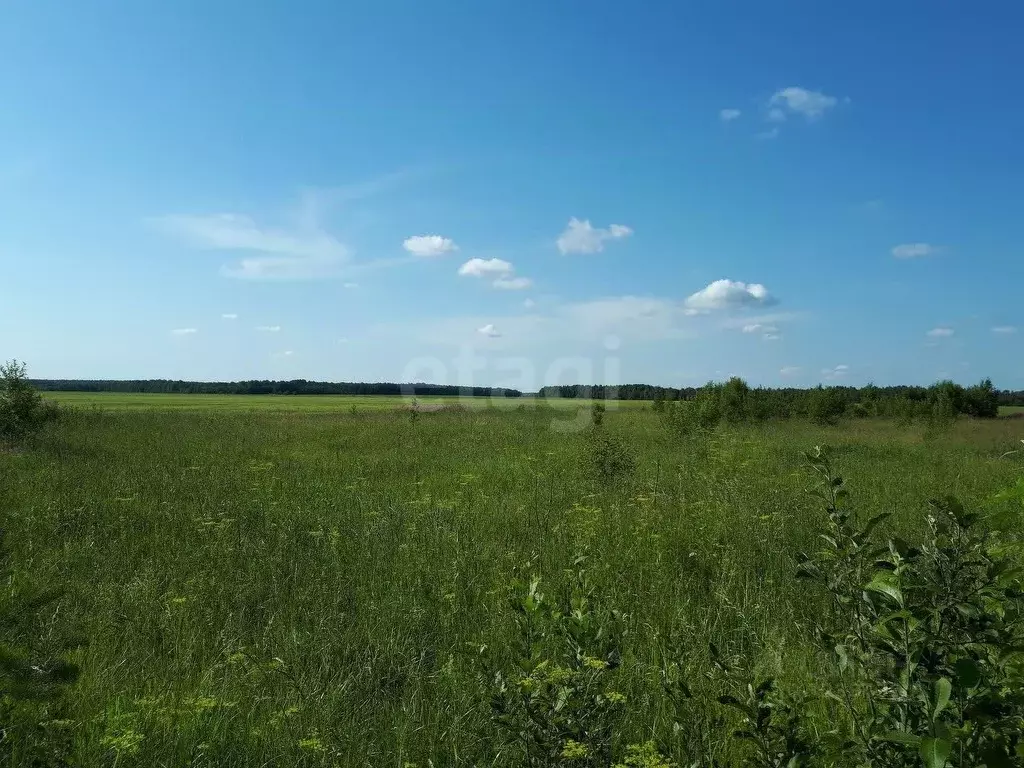 Участок в Курганская область, Шатровский муниципальный округ, д. ... - Фото 1