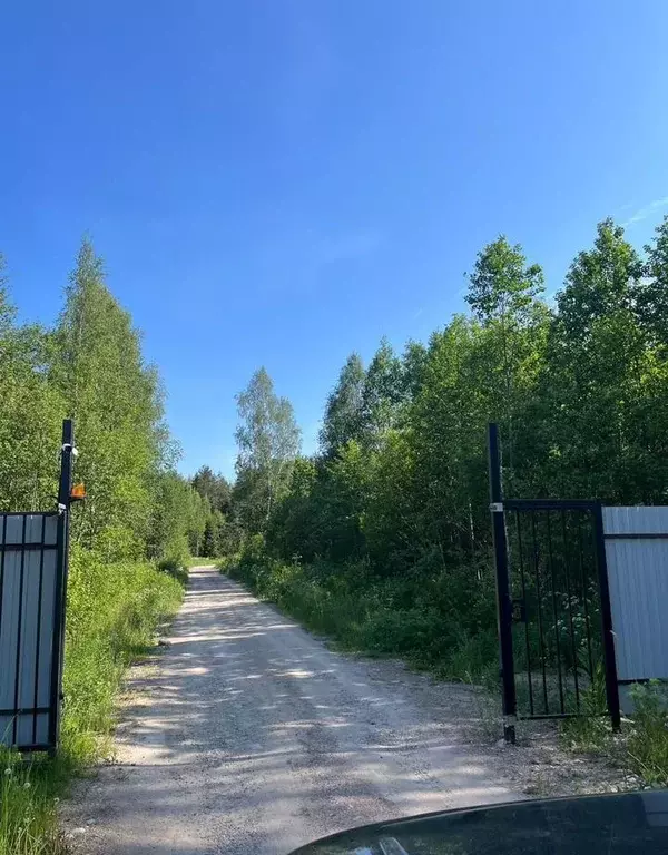 Участок в Ленинградская область, Приозерский район, Ромашкинское ... - Фото 1