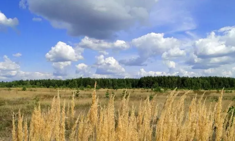Участок в Владимирская область, Кольчугинский район, Раздольевское ... - Фото 0
