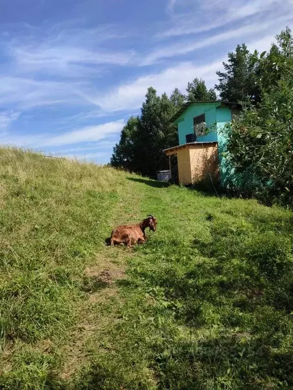 Дом в Алтайский край, Алтайский район, с. Макарьевка Центральная ул., ... - Фото 0