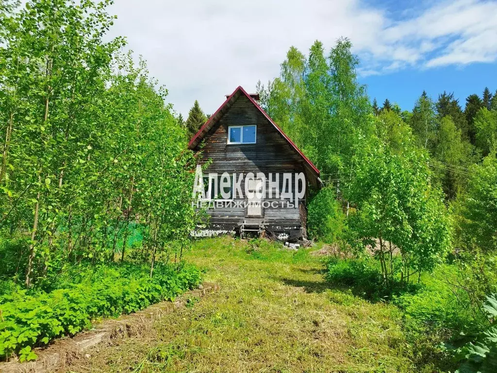 Участок в Ленинградская область, Выборг Ручьи СНТ, ул. Звонкий Ручей ... - Фото 2