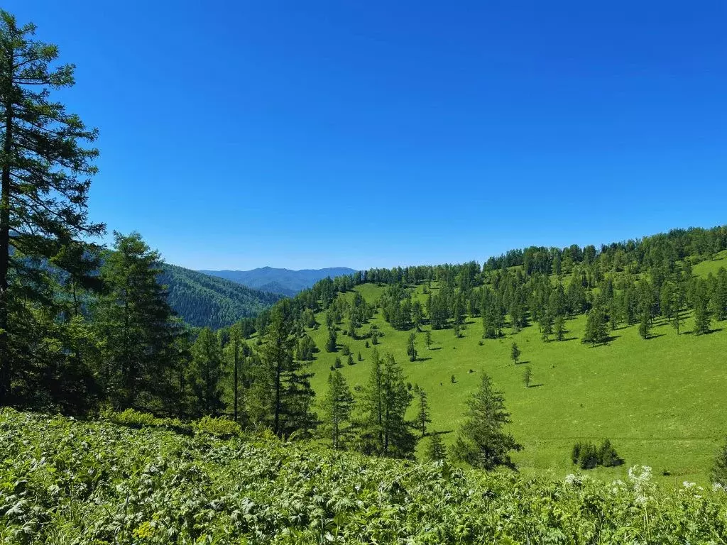 Участок в Алтай, Чемальский район, Элекмонарское с/пос, Седьмое Небо ... - Фото 2