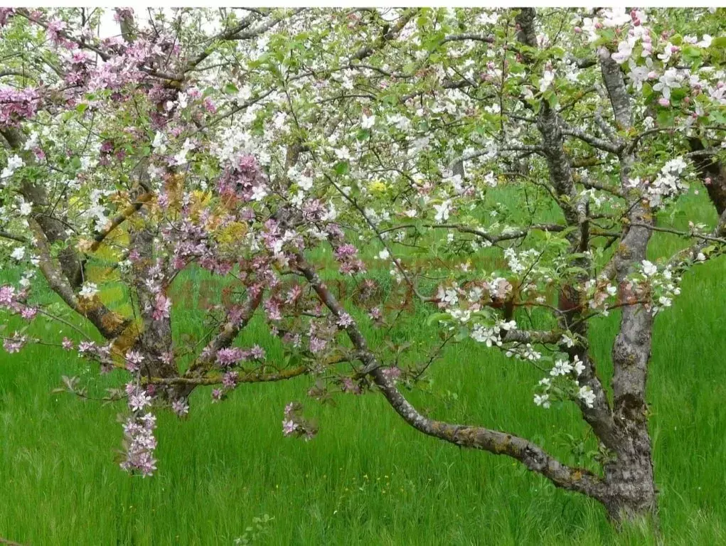 Участок в Краснодарский край, Ейское городское поселение, пос. ... - Фото 2