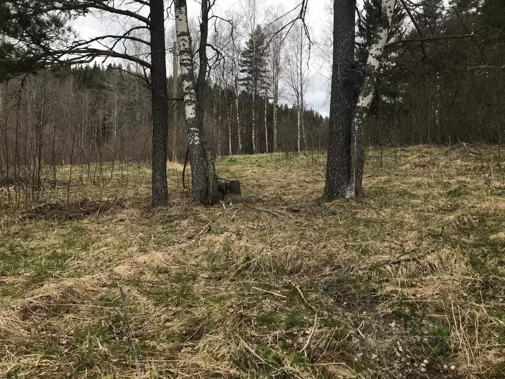 Участок в Карелия, Лахденпохский муниципальный округ, пос. Микли  ... - Фото 1