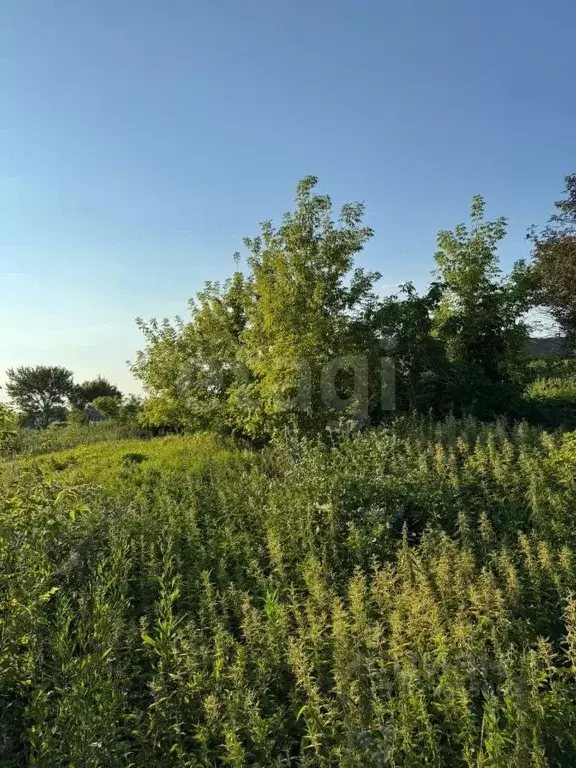 Участок в Мордовия, Ичалковский район, с. Оброчное Новая ул. (26.0 ... - Фото 1