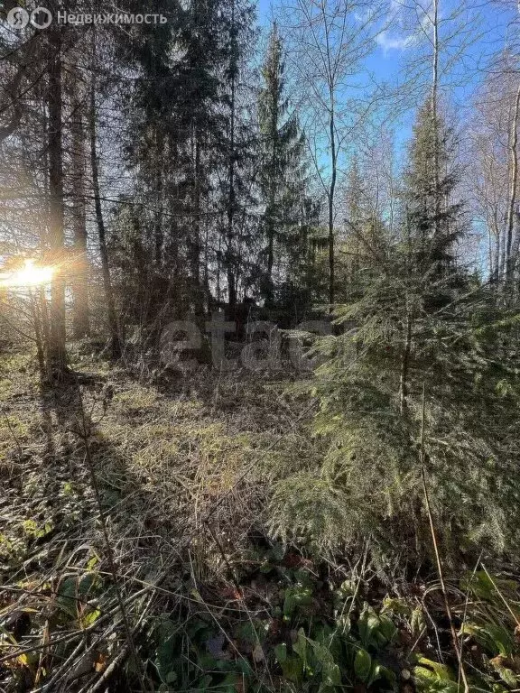 Участок в Наро-Фоминский городской округ, СНТ Лесная Поляна, 35 (10 м) - Фото 1