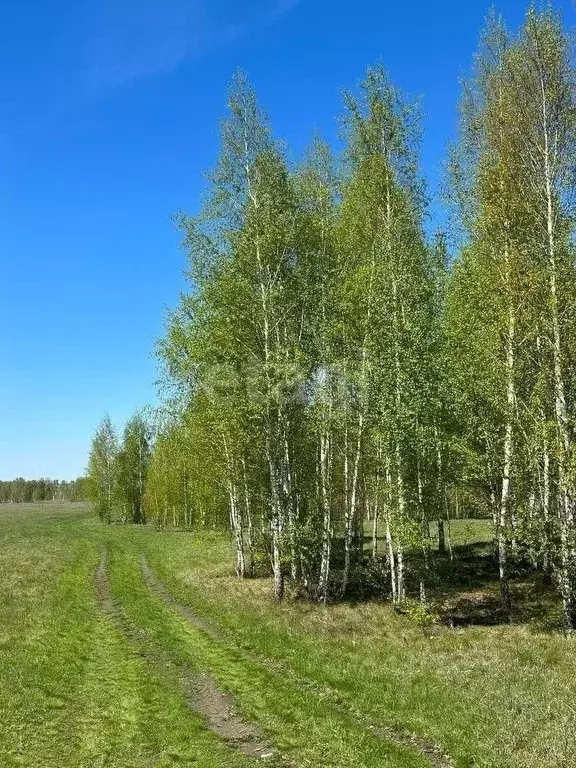 Участок в Челябинская область, Красноармейский район, Лазурненское ... - Фото 1