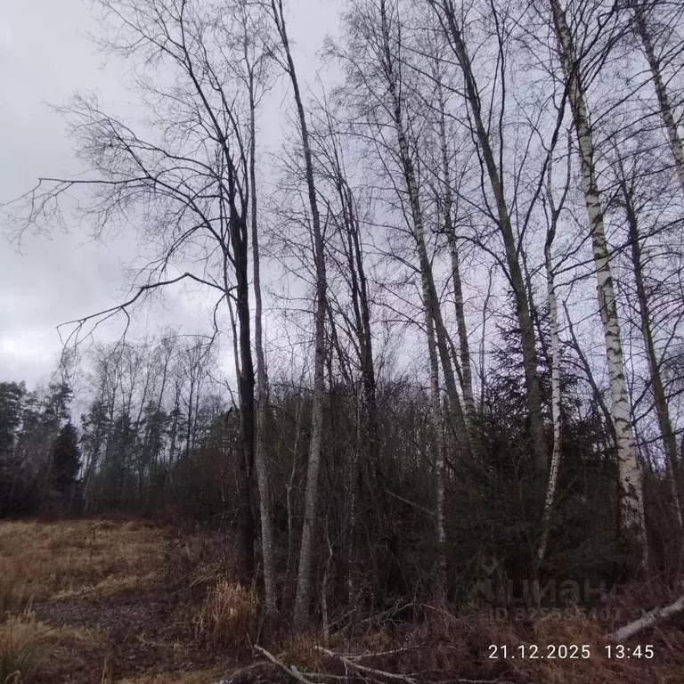 Участок в Ленинградская область, Выборгский район, Приморское ... - Фото 1