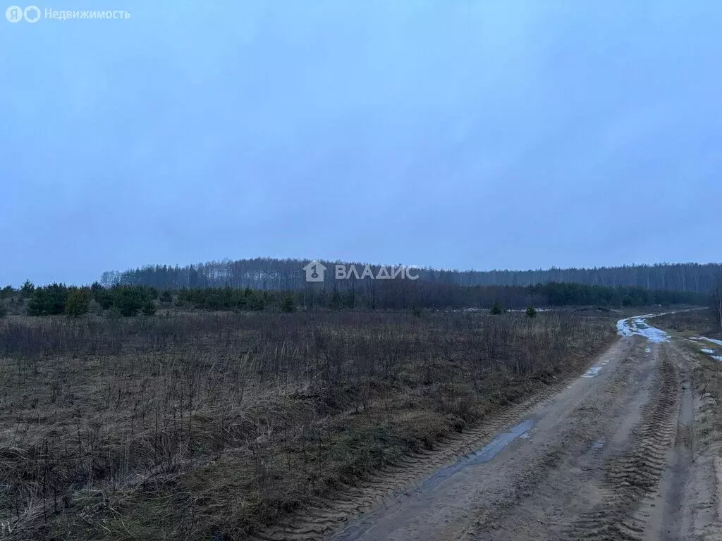 Участок в муниципальное образование Новосельское, село Великово (570 ... - Фото 1