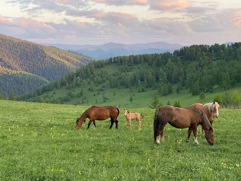 Участок в Алтай, Чемальский район, Седьмое небо кп  (22.34 сот.) - Фото 1