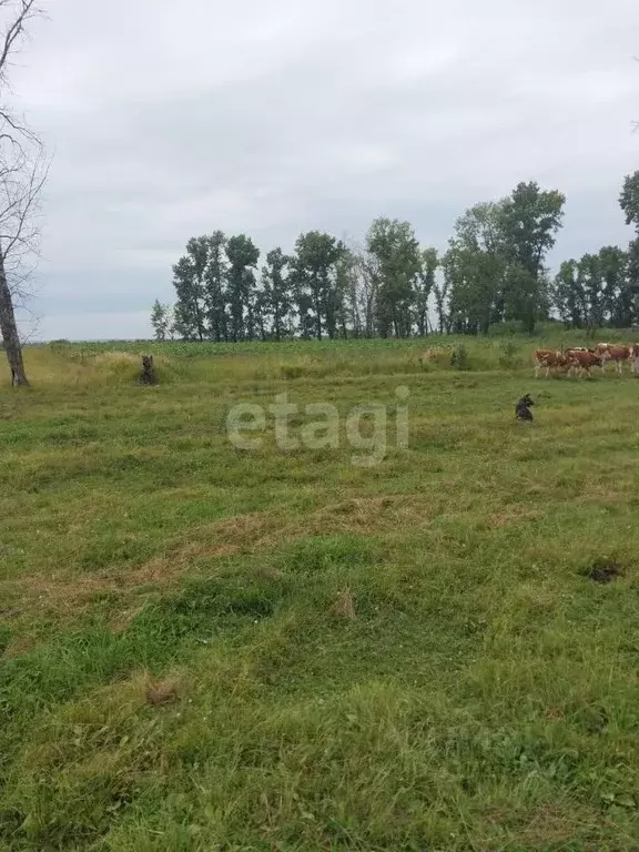 Участок в Амурская область, Серышевский муниципальный округ, с. ... - Фото 2