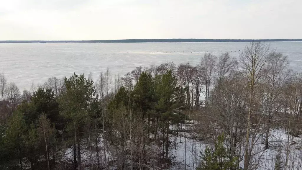 Участок в Ленинградская область, Выборгский район, Приморское ... - Фото 2