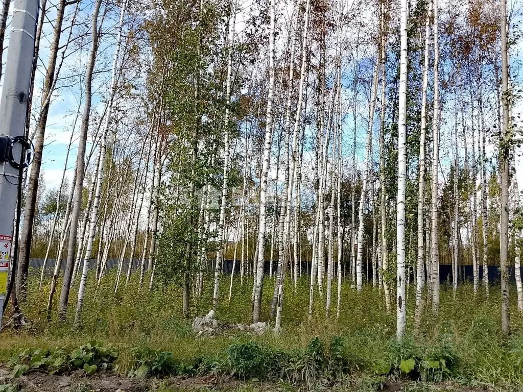 Участок в Санкт-Петербург, Санкт-Петербург, Павловск Березовая ул. ... - Фото 1
