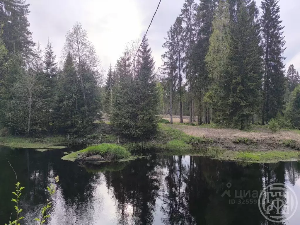 Участок в Ленинградская область, Выборгский район, Рощино пгт  (12.0 ... - Фото 2