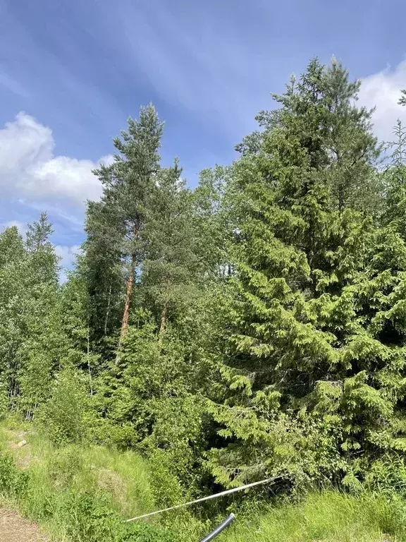 Участок в Ленинградская область, Всеволожский район, Агалатовское ... - Фото 0