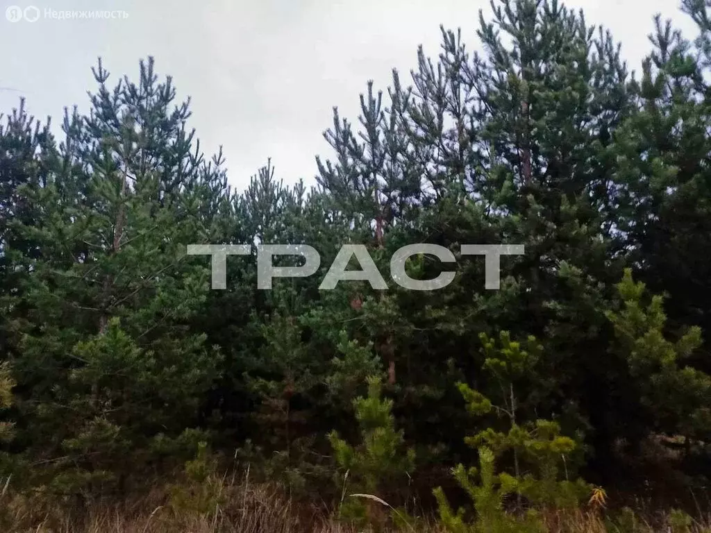 Участок в Рамонский район, Новоживотинновское сельское поселение, СНТ ... - Фото 1