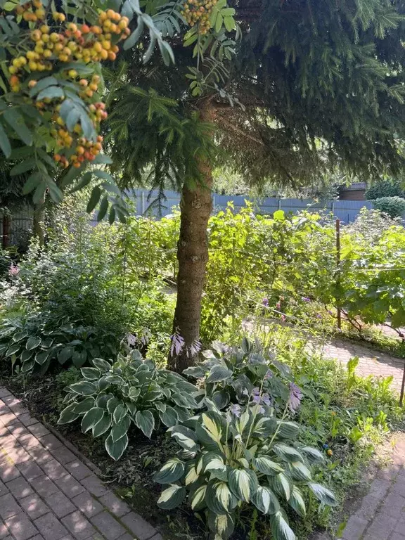 Участок в Московская область, Истра муниципальный округ, д. Аносино ... - Фото 1