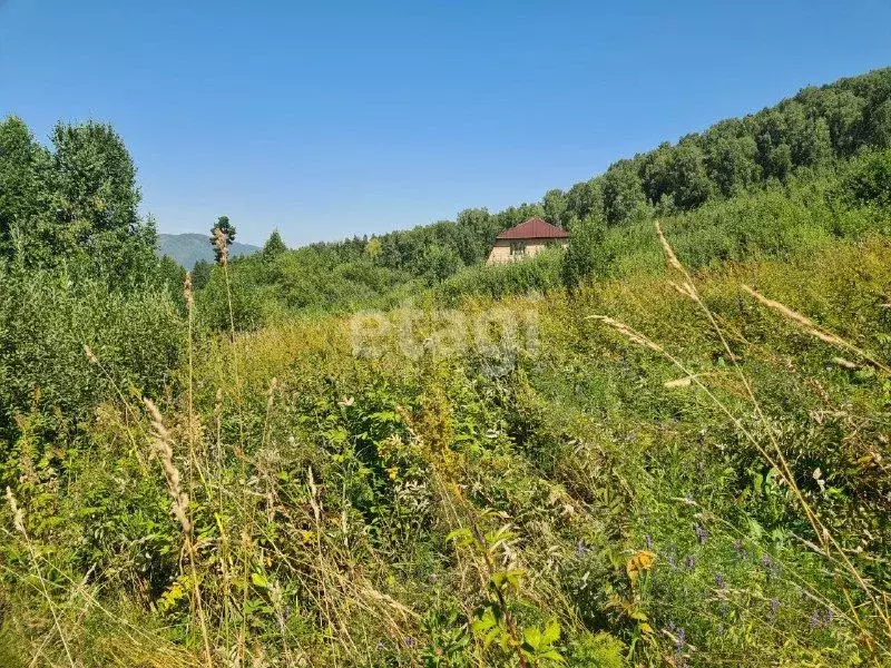 Участок в Алтай, Майминский район, Манжерокское с/пос, с. Озерное ул. ... - Фото 1