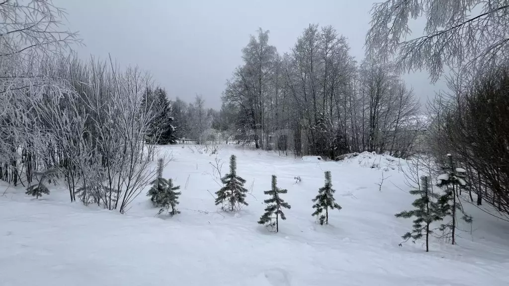 Участок в Ленинградская область, Киришский район, Будогощское ... - Фото 1