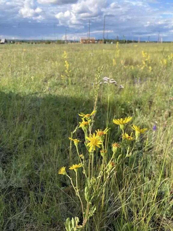 Участок в Саха (Якутия), Якутск городской округ, с. Сырдах  (8.0 сот.) - Фото 2