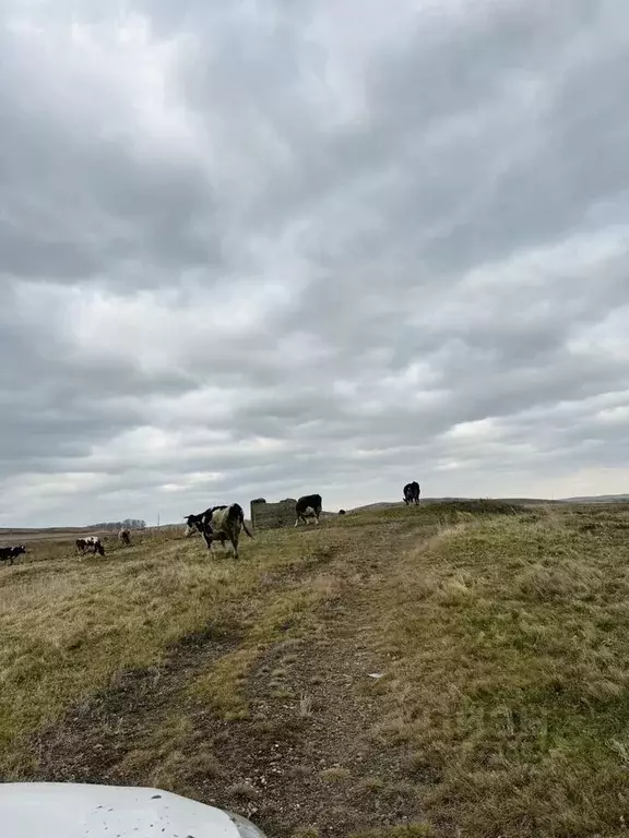 Участок в Алтайский край, Краснощековский район, Харловский сельсовет, ... - Фото 1